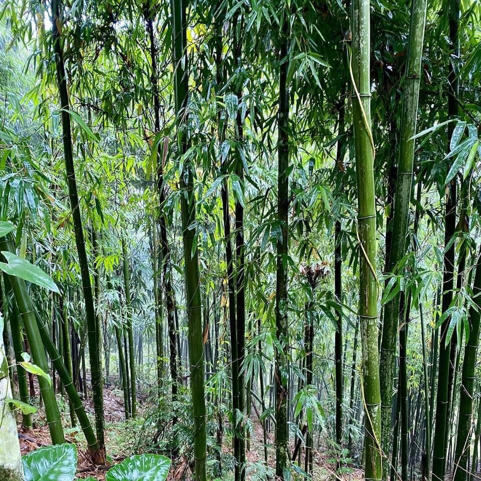 The Wind moving through a Bamboo Forest is the Sounds of the Ancestors.jpg