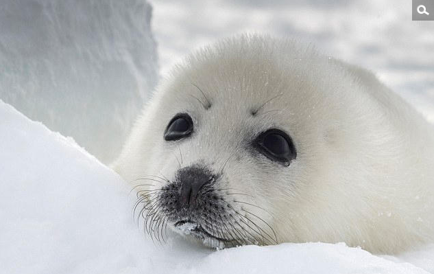 Belgian photographer Ellen Hoylaerts in St. Lawrence, Canada was photographed a baby seal who was born less than 10 days old 