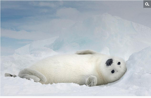 主动配合摄影师Ellen Cuylaerts 拍照的小白仔