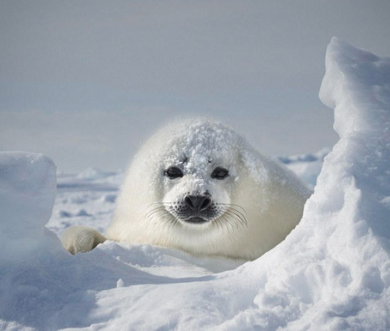 Photographer Cuylaerts and her husband Micheal spent three days approaching the newborn seal, witnessing and filming the whole process of its receding yellow lanugo hair becoming "big white".