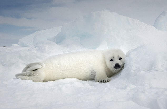  As a rare mammal on the north coast of the Pacific Ocean and the Arctic Ocean, the fur of seals is of high value and is an important target of poachers. Seals have also become the main protection targets of the Animal Protection Association. 