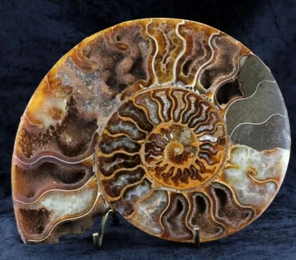 斑彩螺 Ammonite