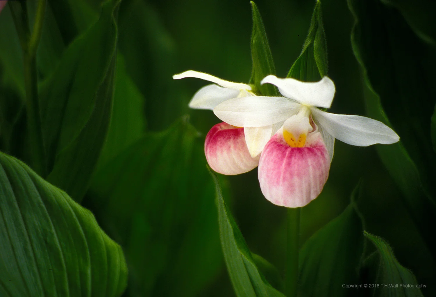 Ladyslipper_THWP_Copyright2018_V1.jpg