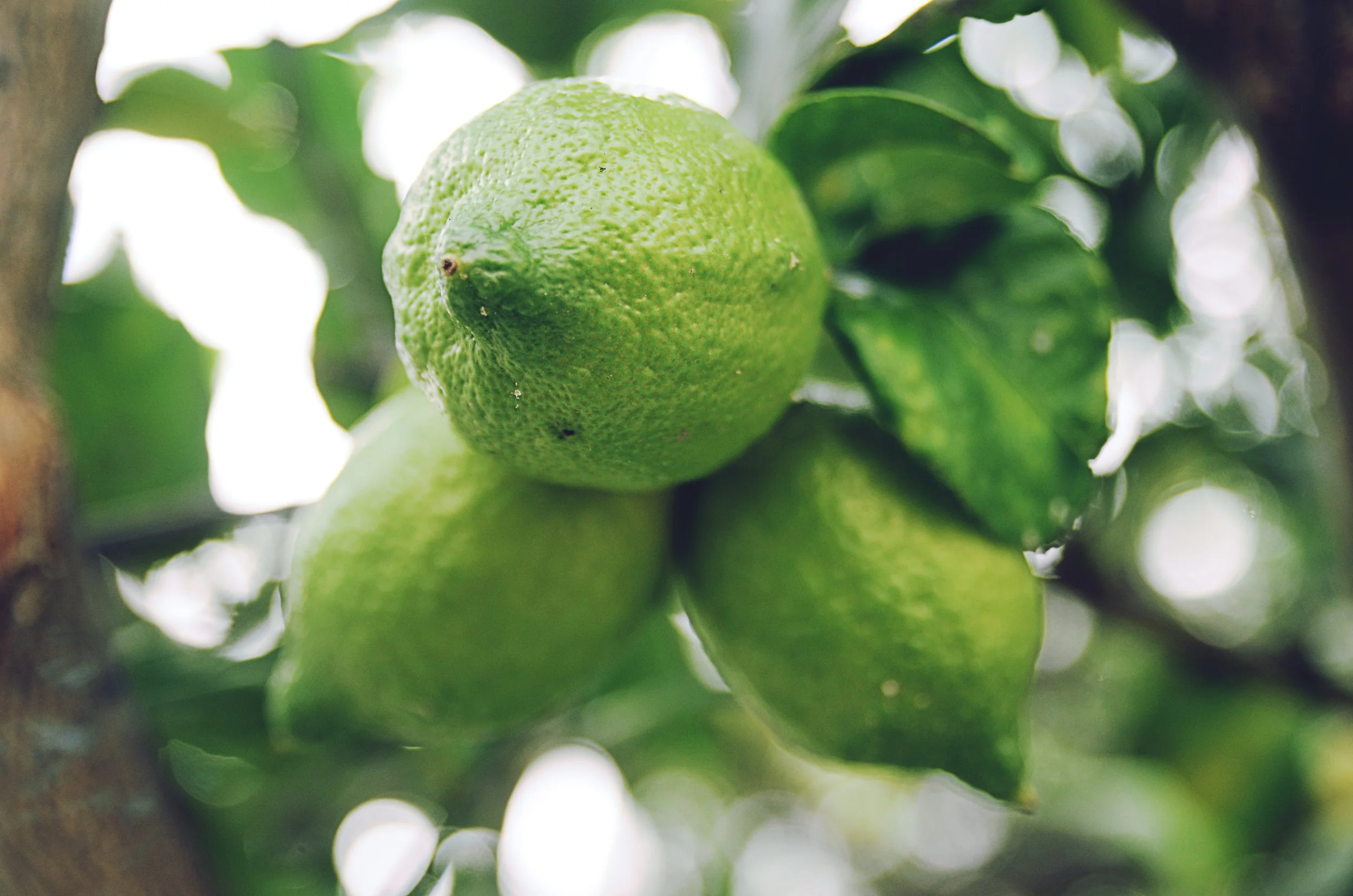 bergamot rohit-tandon-66396.jpg