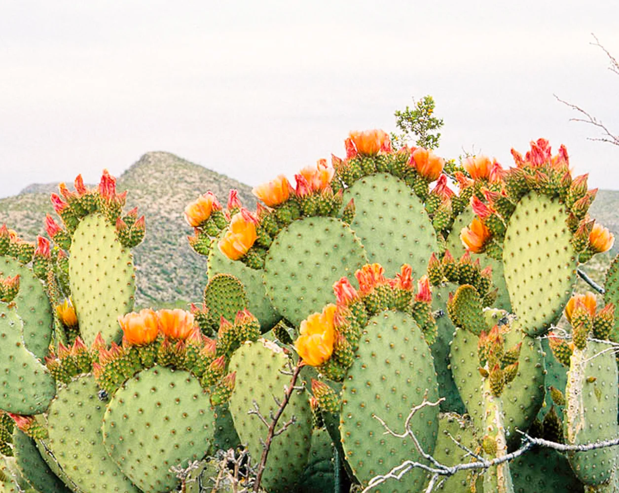 Prickly pear seed oil: the highest level of vitamin e than any plant oil. 