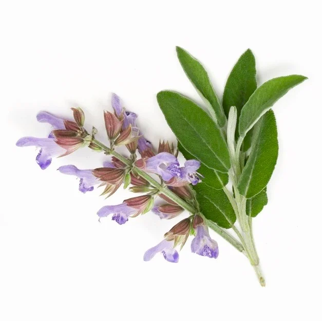 clary sage.jpg