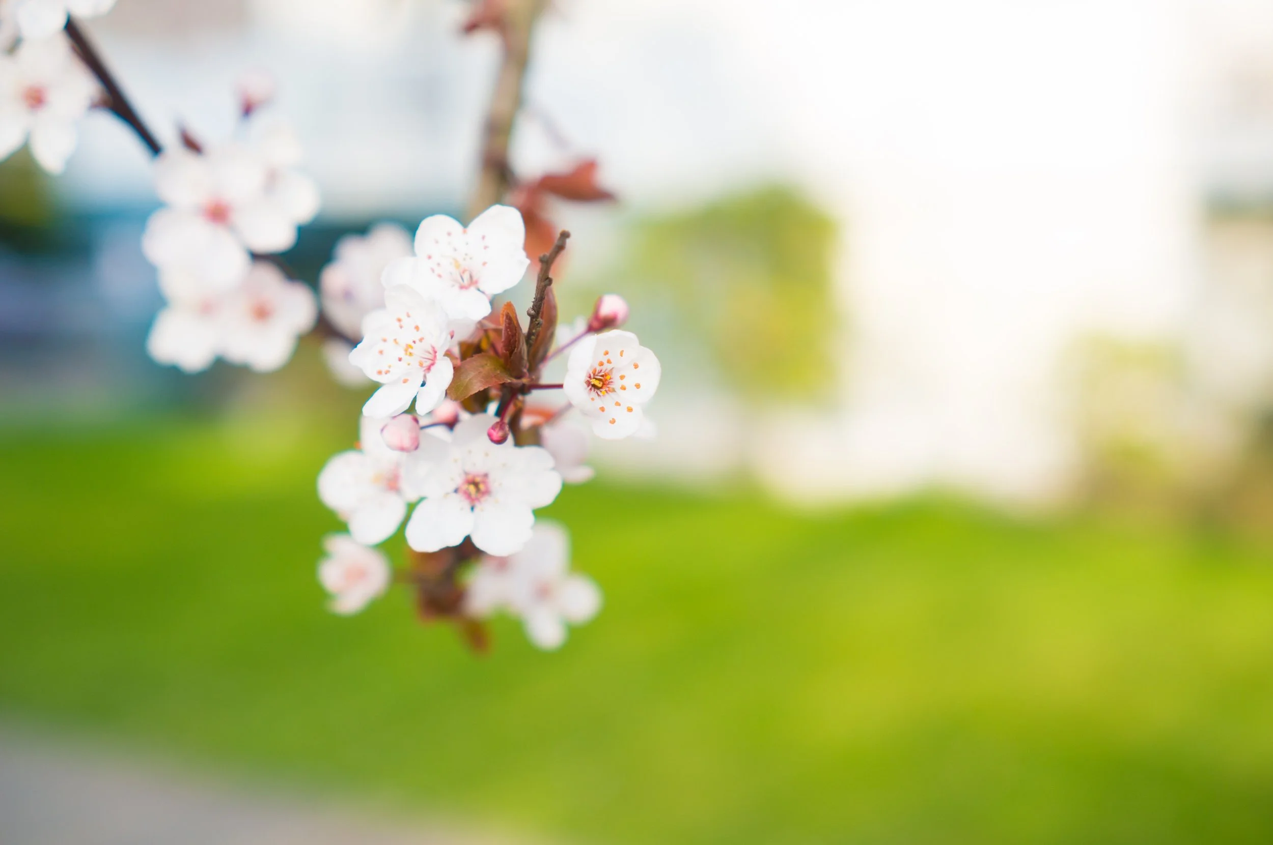 spring blossom.jpg