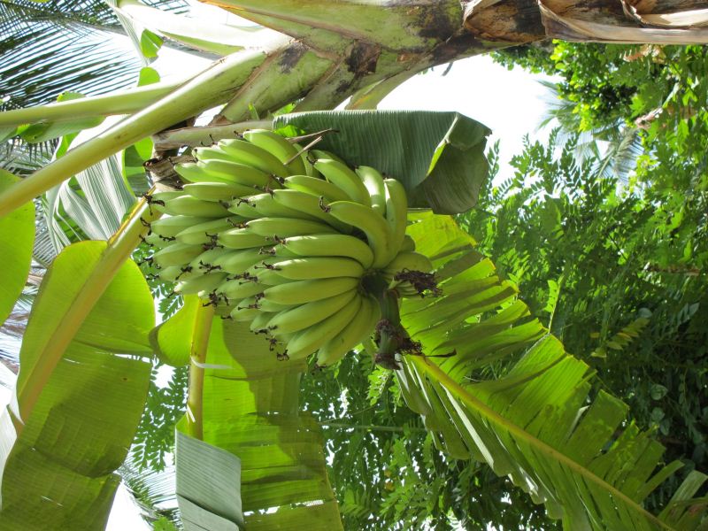 Bananasat Jims_preview.jpeg
