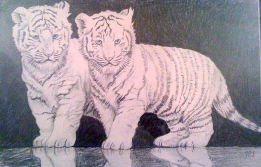 White Tiger Cubs.jpg