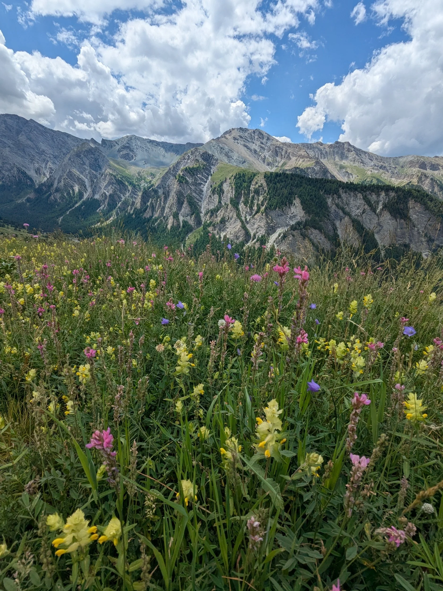 Spring time flowers in the alpine meadows of the Queyras