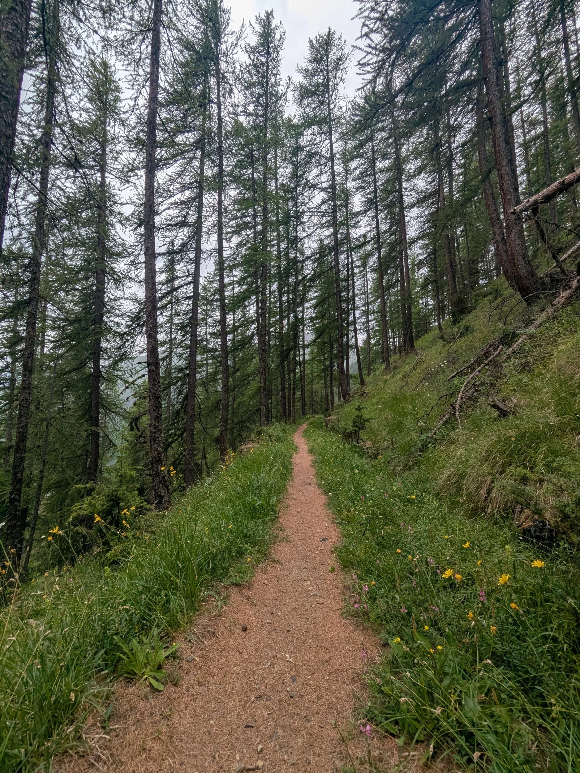 The kingdom of flowy trails in the Queyras