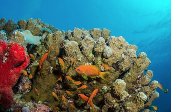 Red Sea Scuba Diving in Aqaba, Jordan — The Executive Thrillseeker