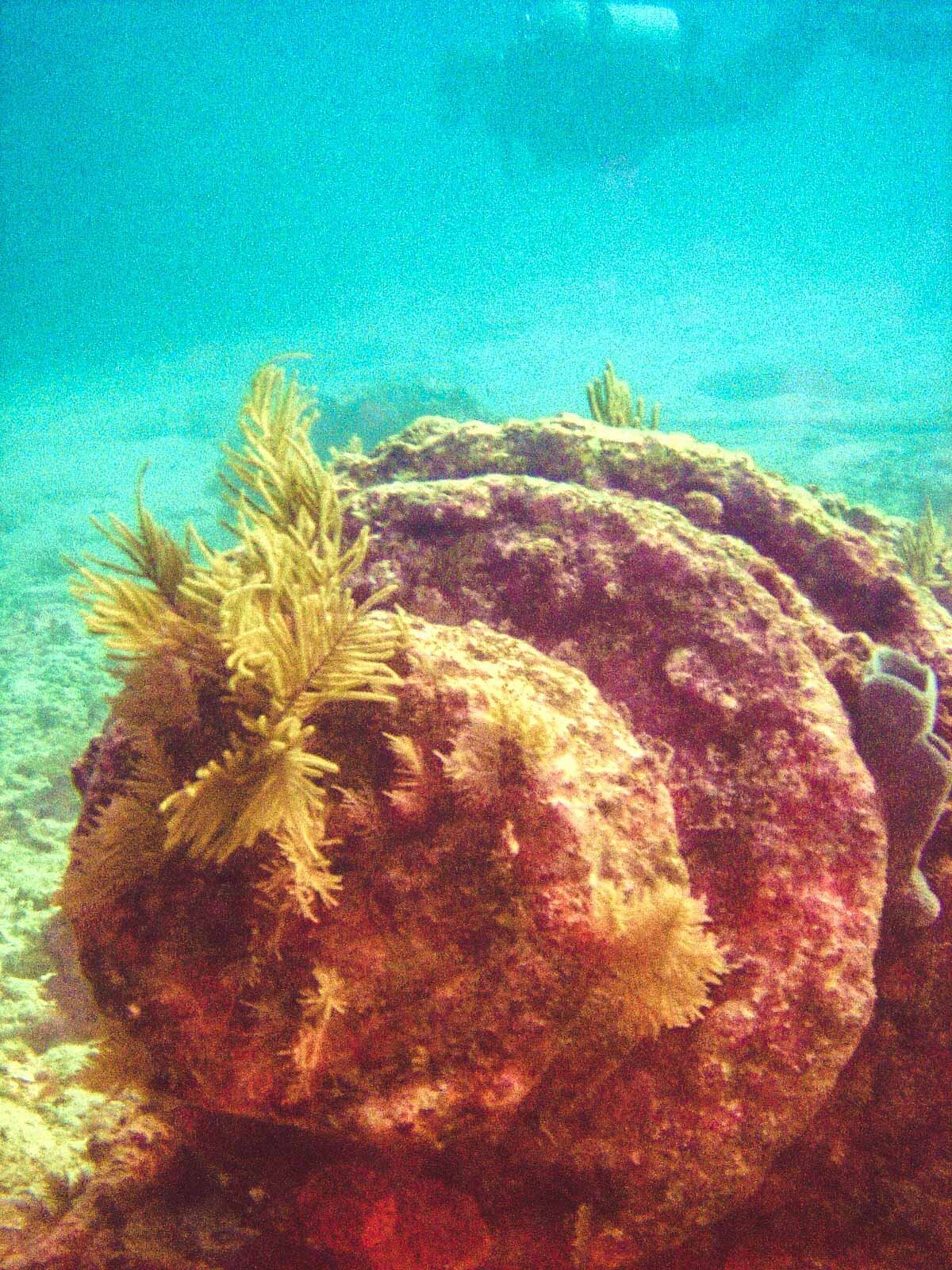 scuba diving naples florida