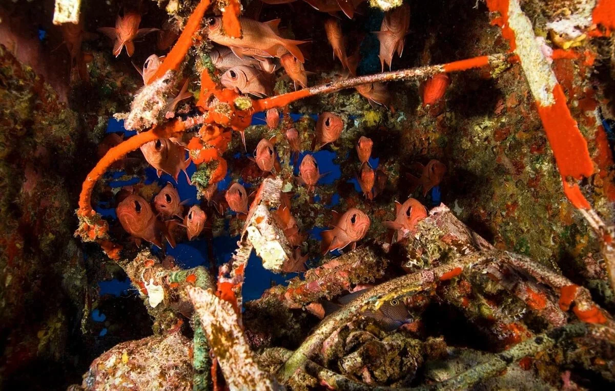 Best scuba diving in North Carolina — The Executive Thrillseeker