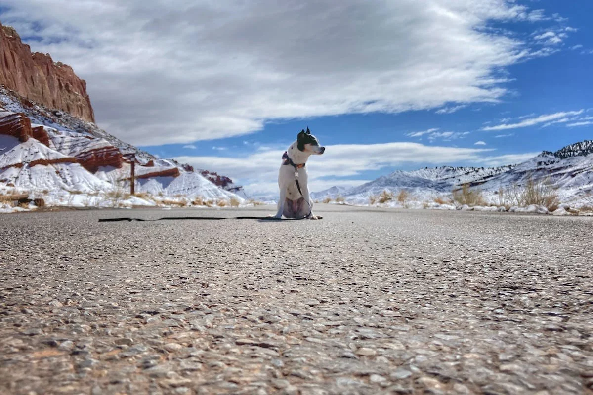 How Can You Maintain Your Dog’s Routine While Traveling? 6 Tips for Stress-Free Trips