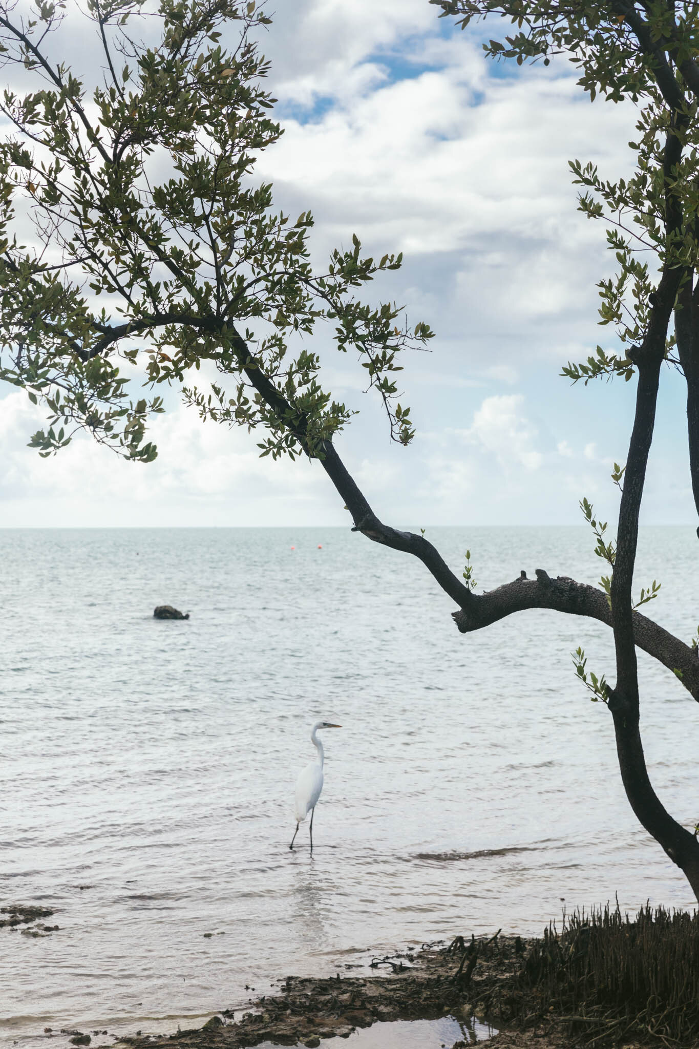  A great egret bird stands in the water next to a tree just off The Islands of Islamorada’s private beach. 