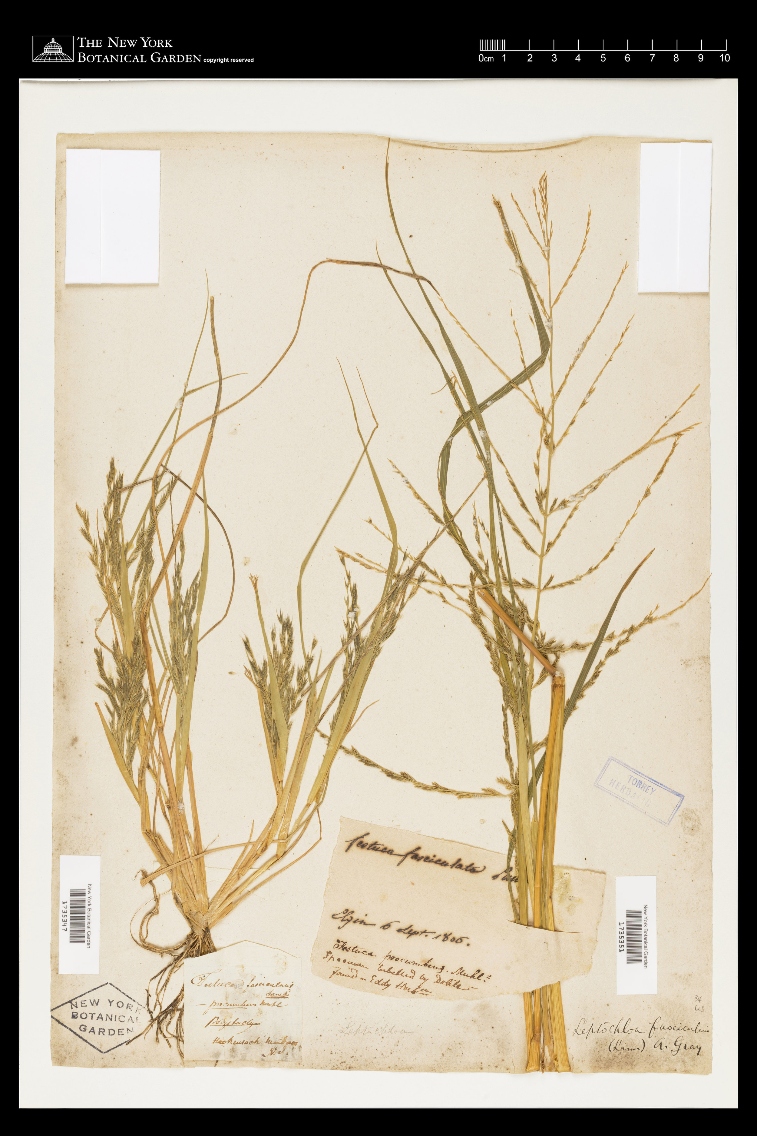 Specimen from Elgin Botanic Garden (1806), held by the New York Botanical Garden