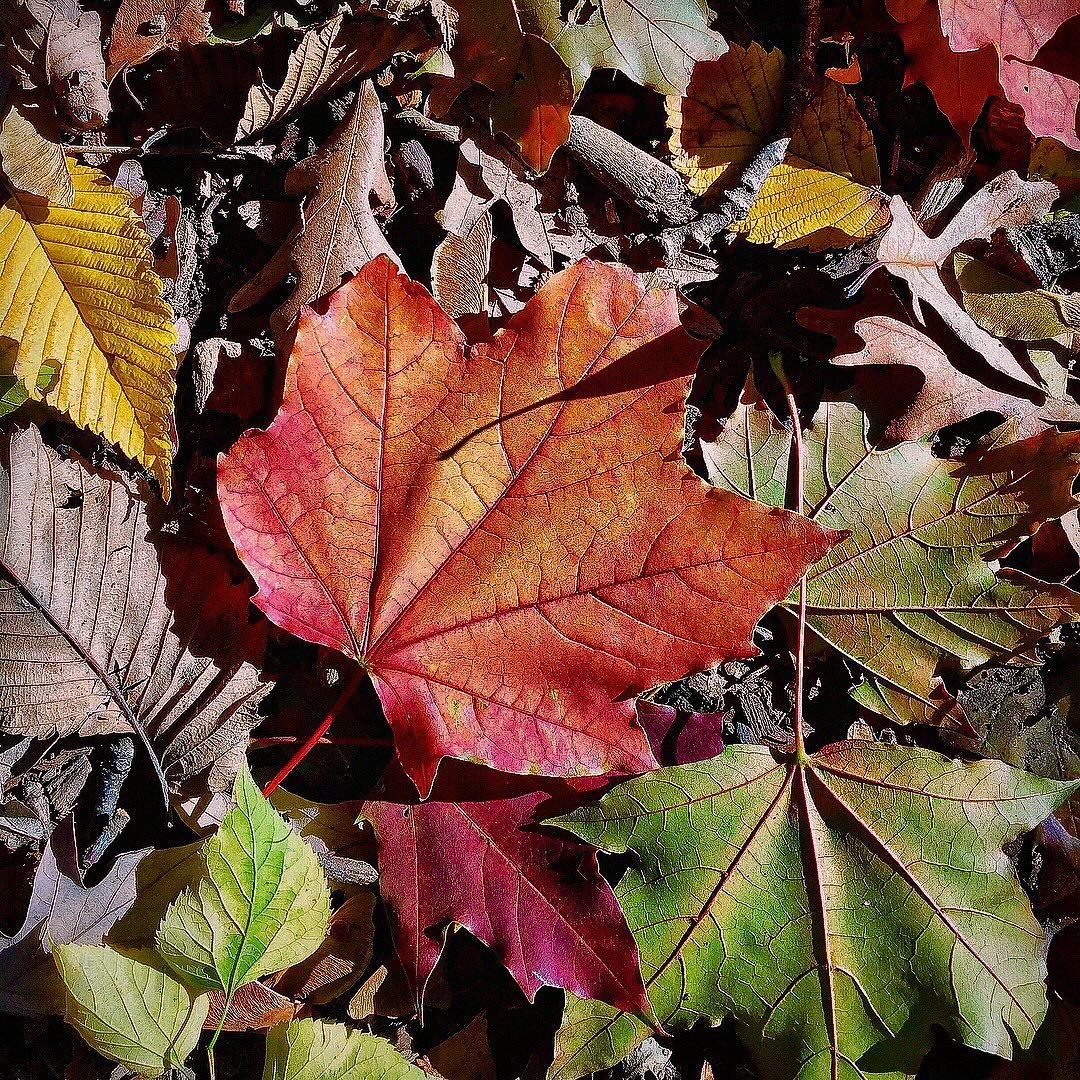 .
Hello #October 🍁🍂 #WoodstockVT
#October1st #Autumn #Foliage #fypシ 
#Vermont #WoodstockVermont #VT📍
#October2023 #Sunday #Maple #Iger