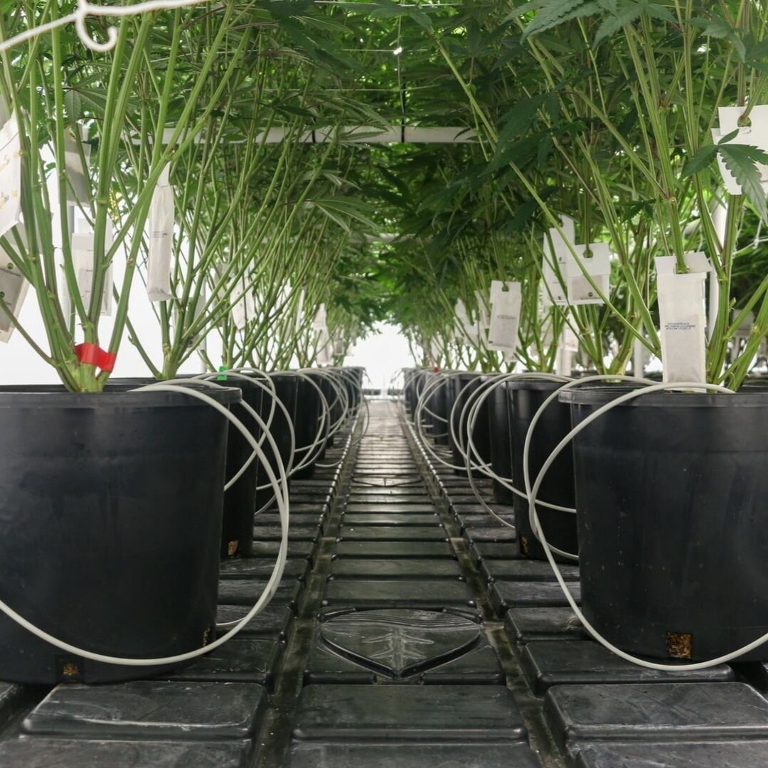 Botanicare-Irrigation-Trays-Irrigation-Cannabis.jpg