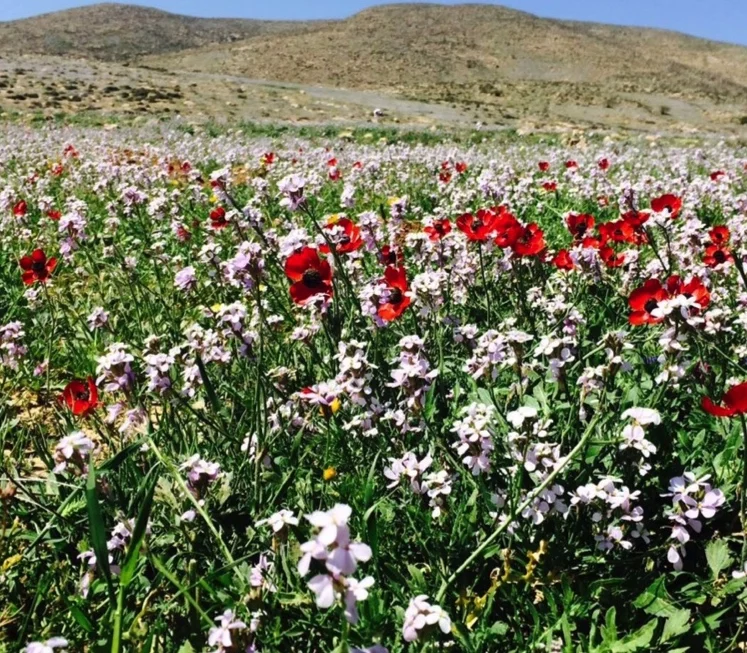 Desert blooms_small.jpeg