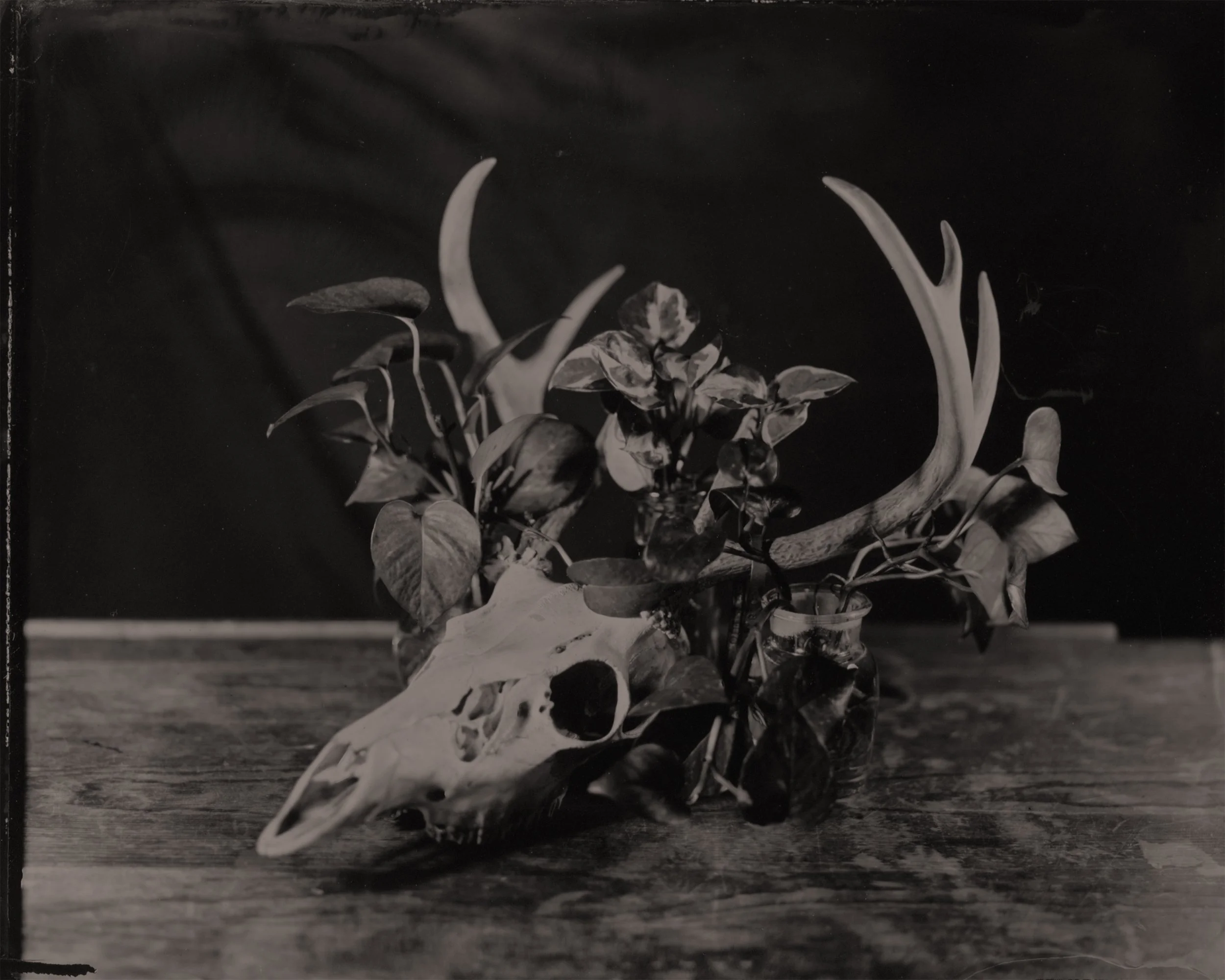 Deer Skull 2.jpg