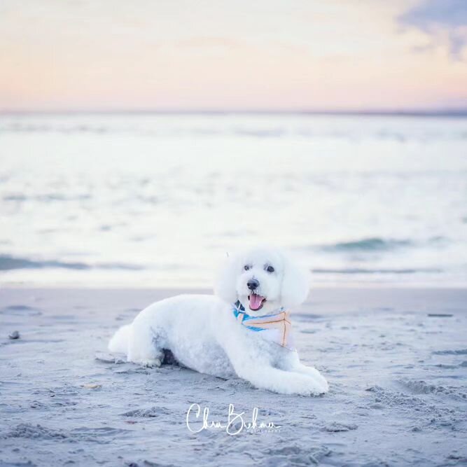 Talk about a photogenic pup!
.
.
.
.
.
#petphotography #whitedog #wrightsvillebeach #wilmingtonphotographer #sunset #dogdays #skies #beach #water #bark #pup #dusk