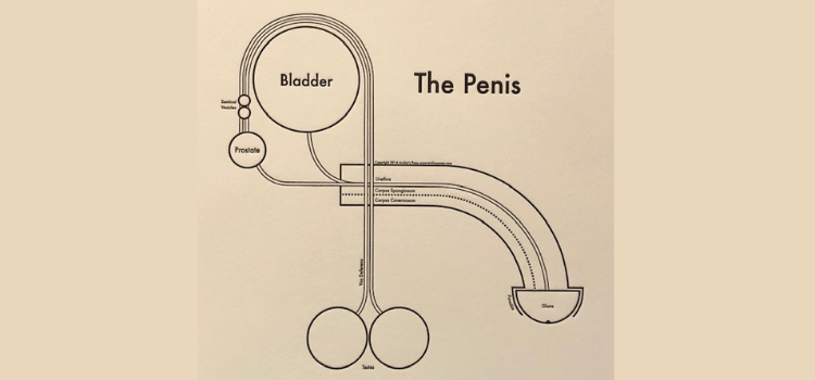 Male Pelvic Health