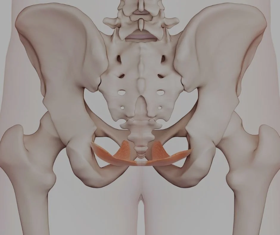 Biofeedback for Pelvic Floor Therapy: A Breakthrough for Pelvic Floor Dyssynergia and More