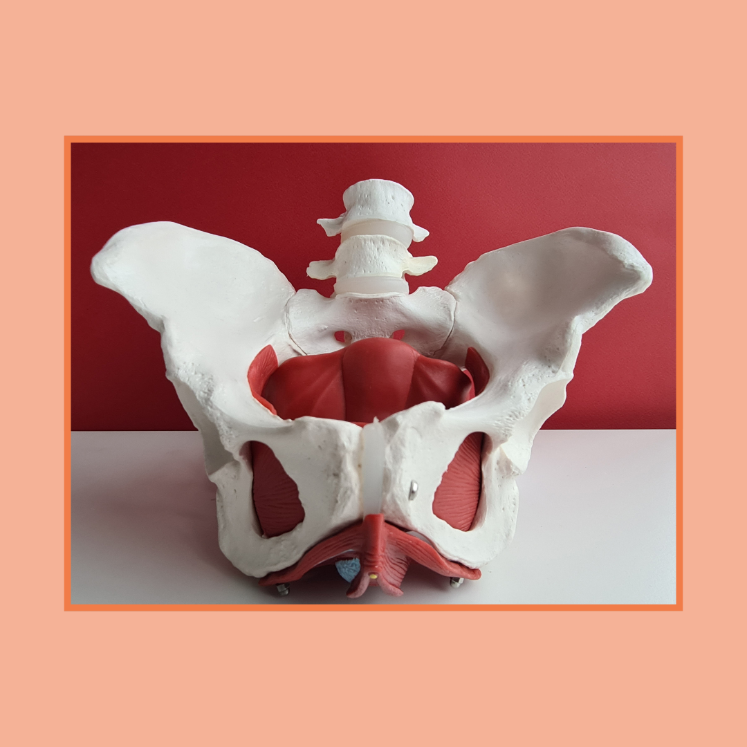 Pelvic Health