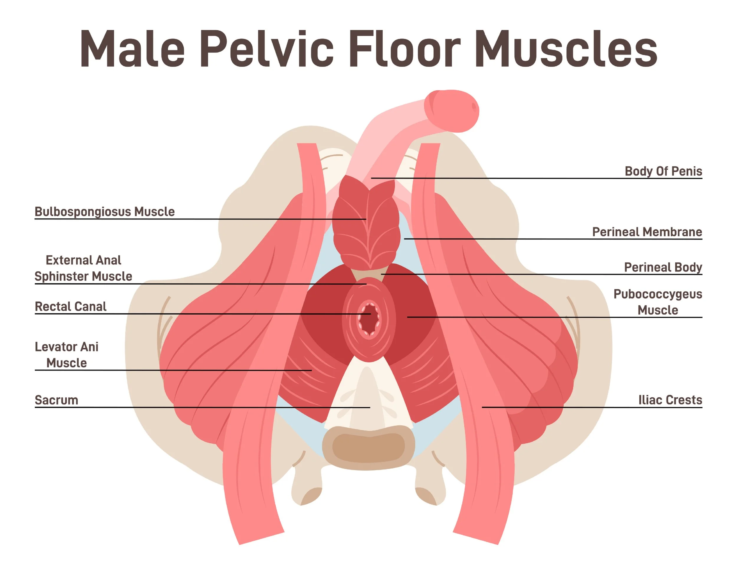 male pelvic floor muscle diagram for Klein physical therapy article on pelvic health dysfunction