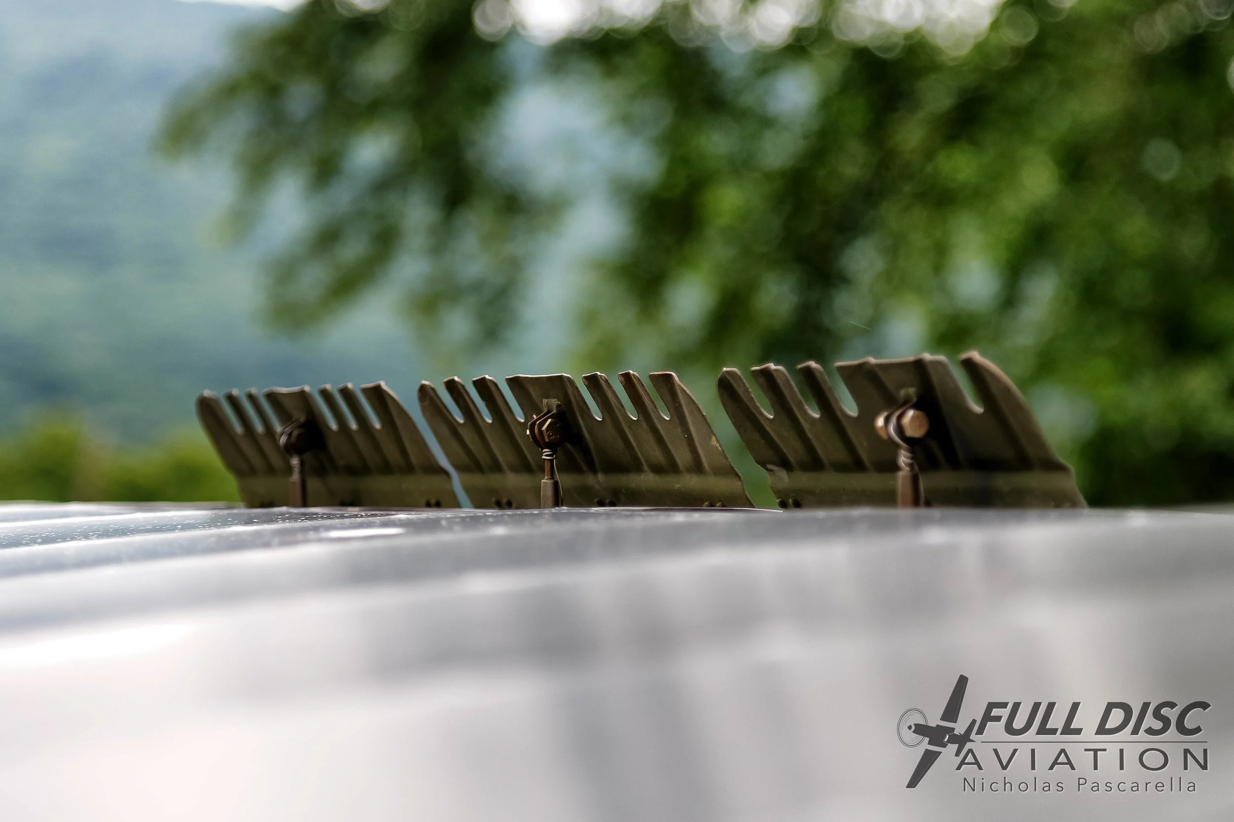 Grasshopper Pascarella-June 22, 2018-31.jpg