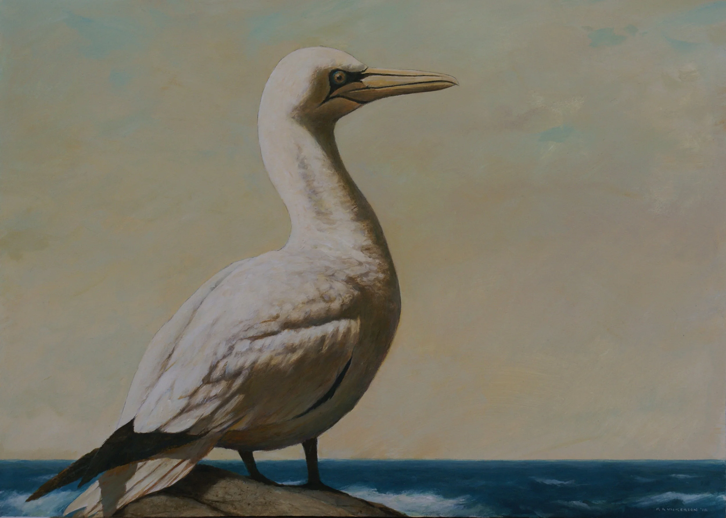 Gannet *SOLD*