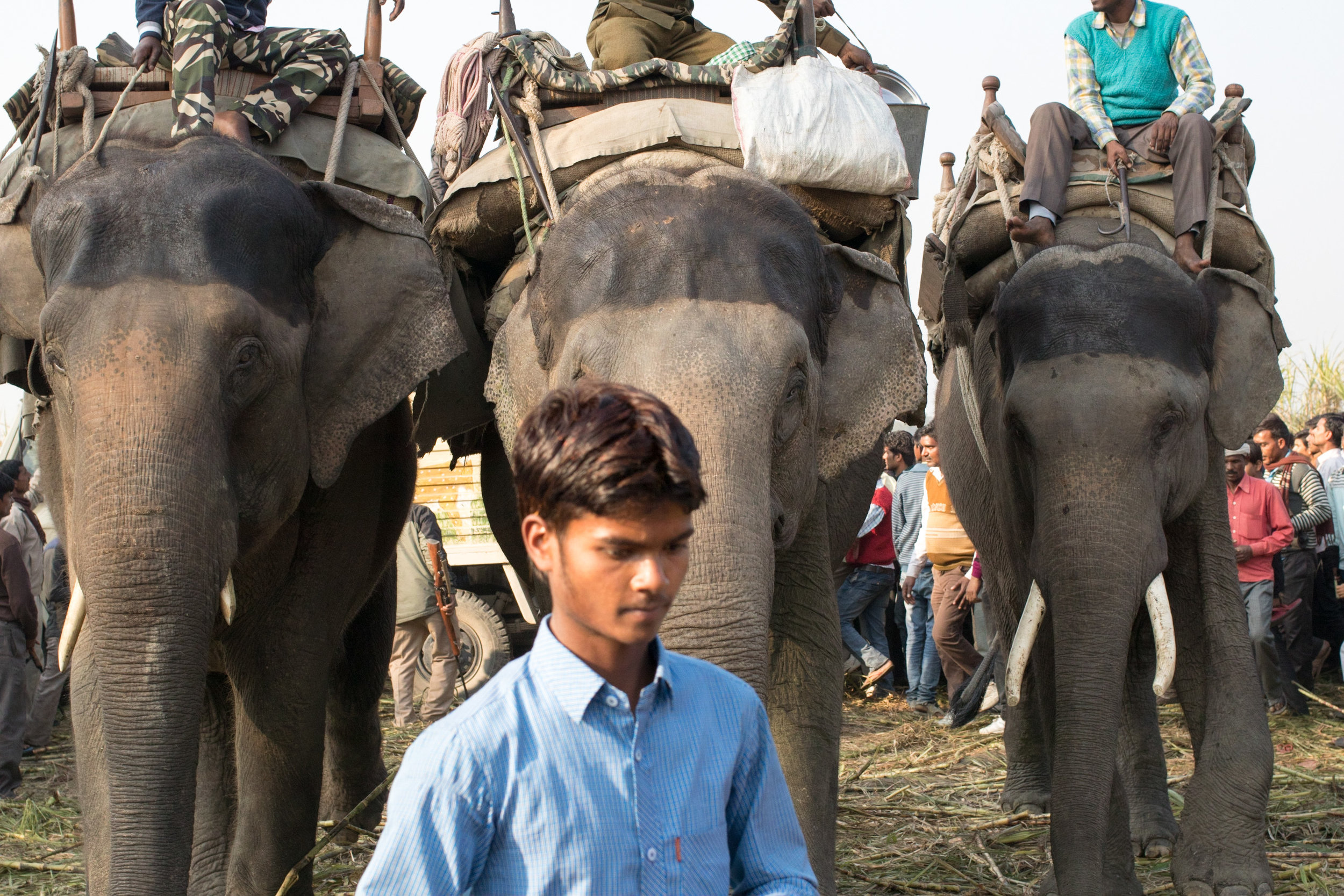 The Forest Department's elephants were kept back from the crowd once it was clear that the tiger could not be harmed by the crowd.