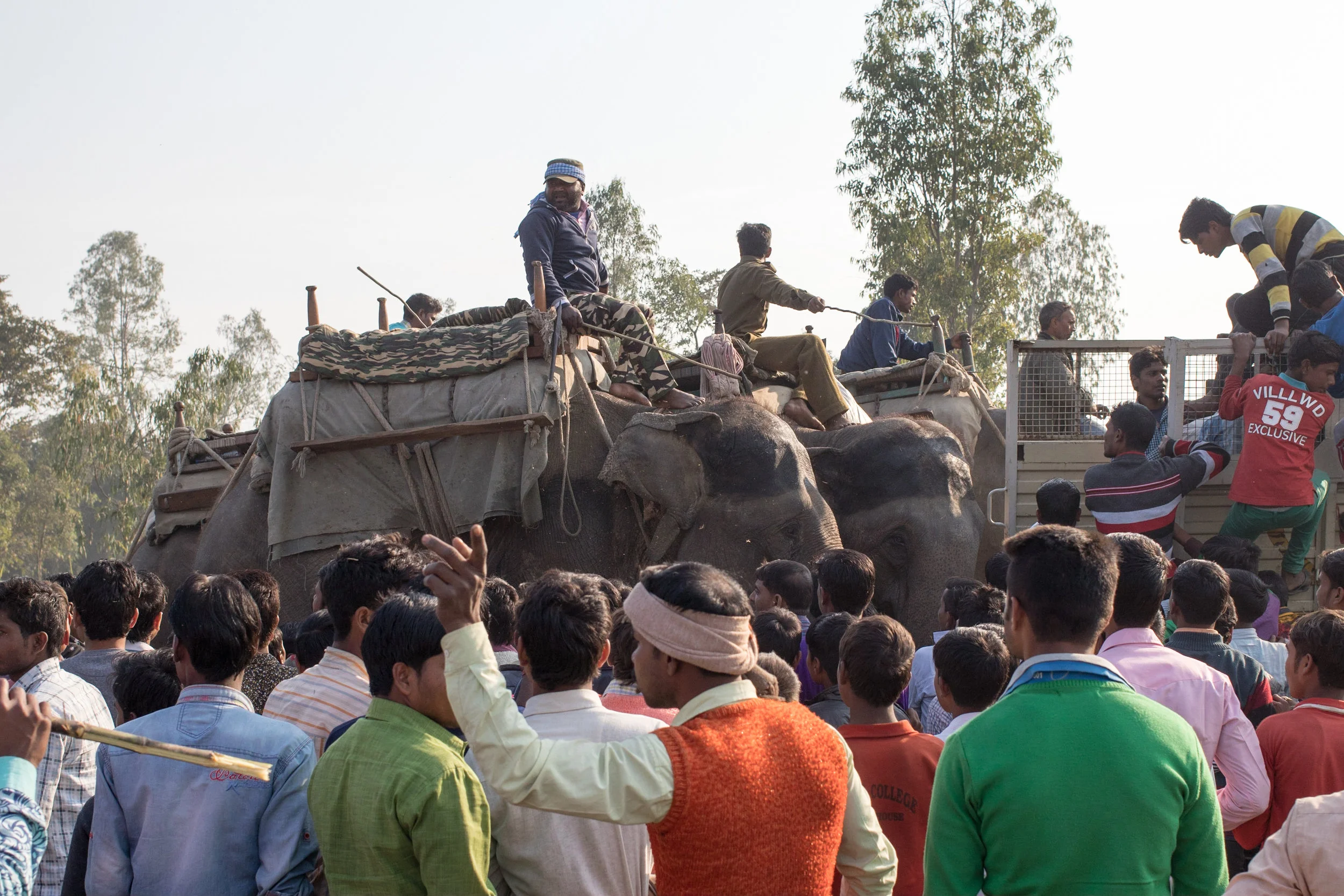 7_ElephantsForCrowdControl1.jpg