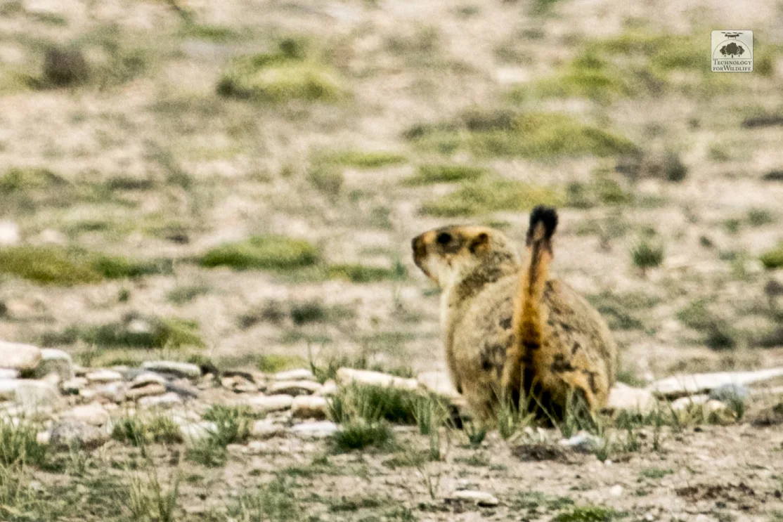 A marmot bounding away from the camera. Photo: Shashank Srinivasan | 2019