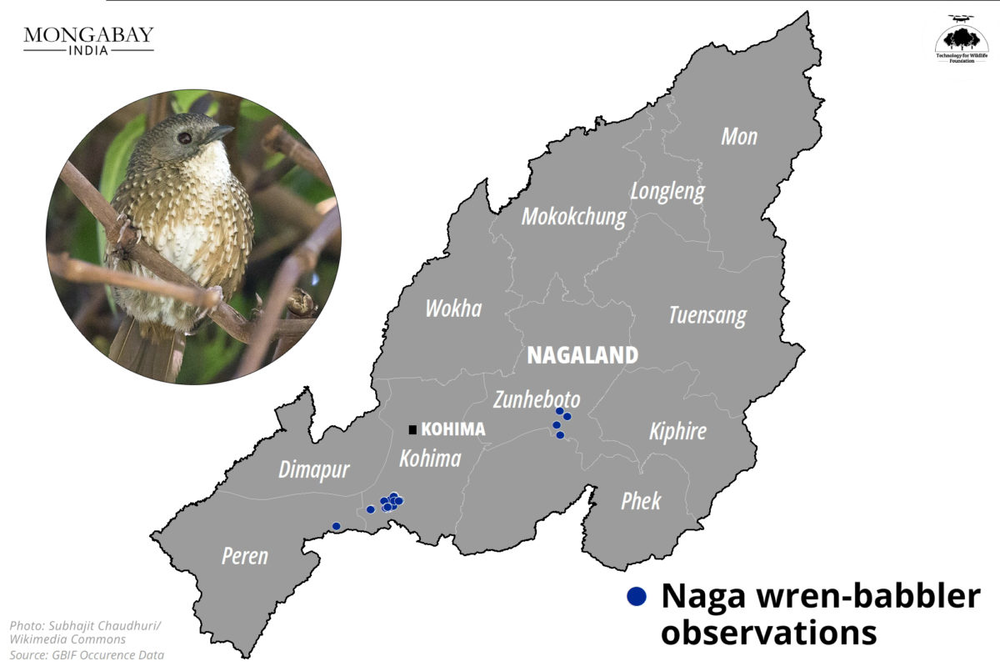 Nagaland's first bird count event spells hope for bird and wildlife documentation in the state (4).png