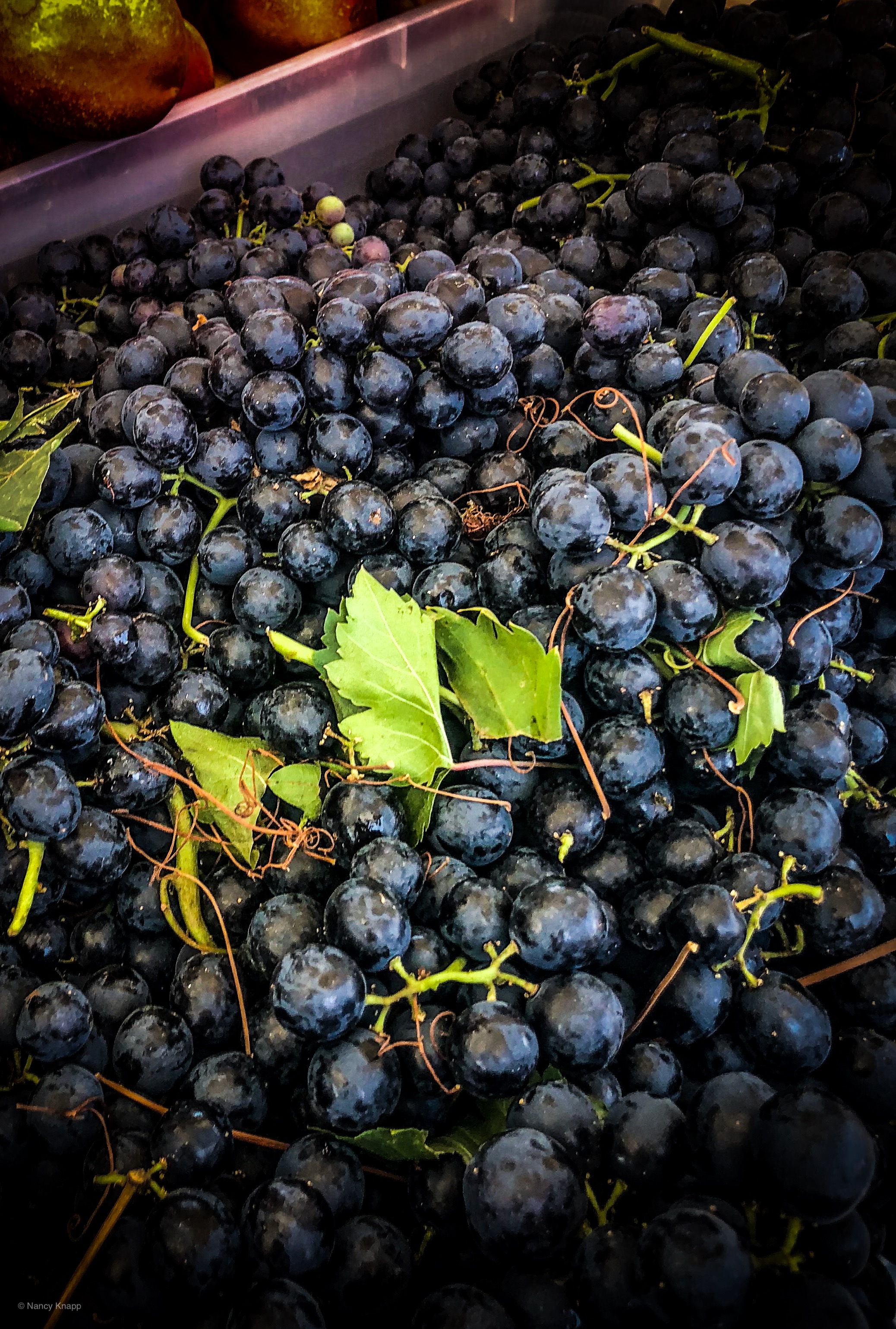 THESE are the grapes! Not too sweet, a little sour and even tannin-y.