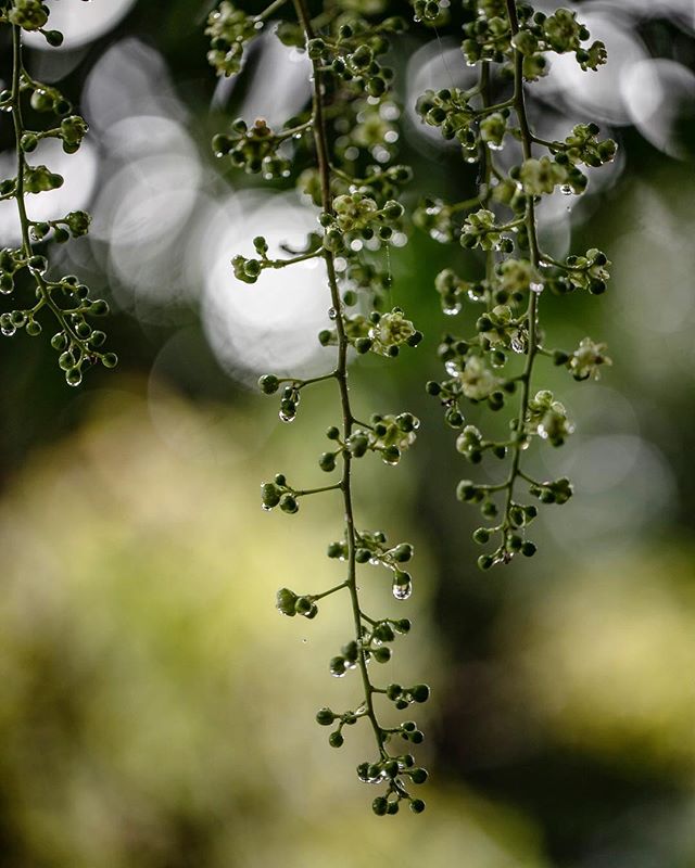 Nature&rsquo;s ornaments.
⠀⠀⠀⠀⠀⠀⠀⠀⠀
So I had to go by Rolling Greens Nursey today in search of something for a client. I admit, I was looking forward to it because at this time of year, they utterly festoon their shop with the most lovely Christmas d