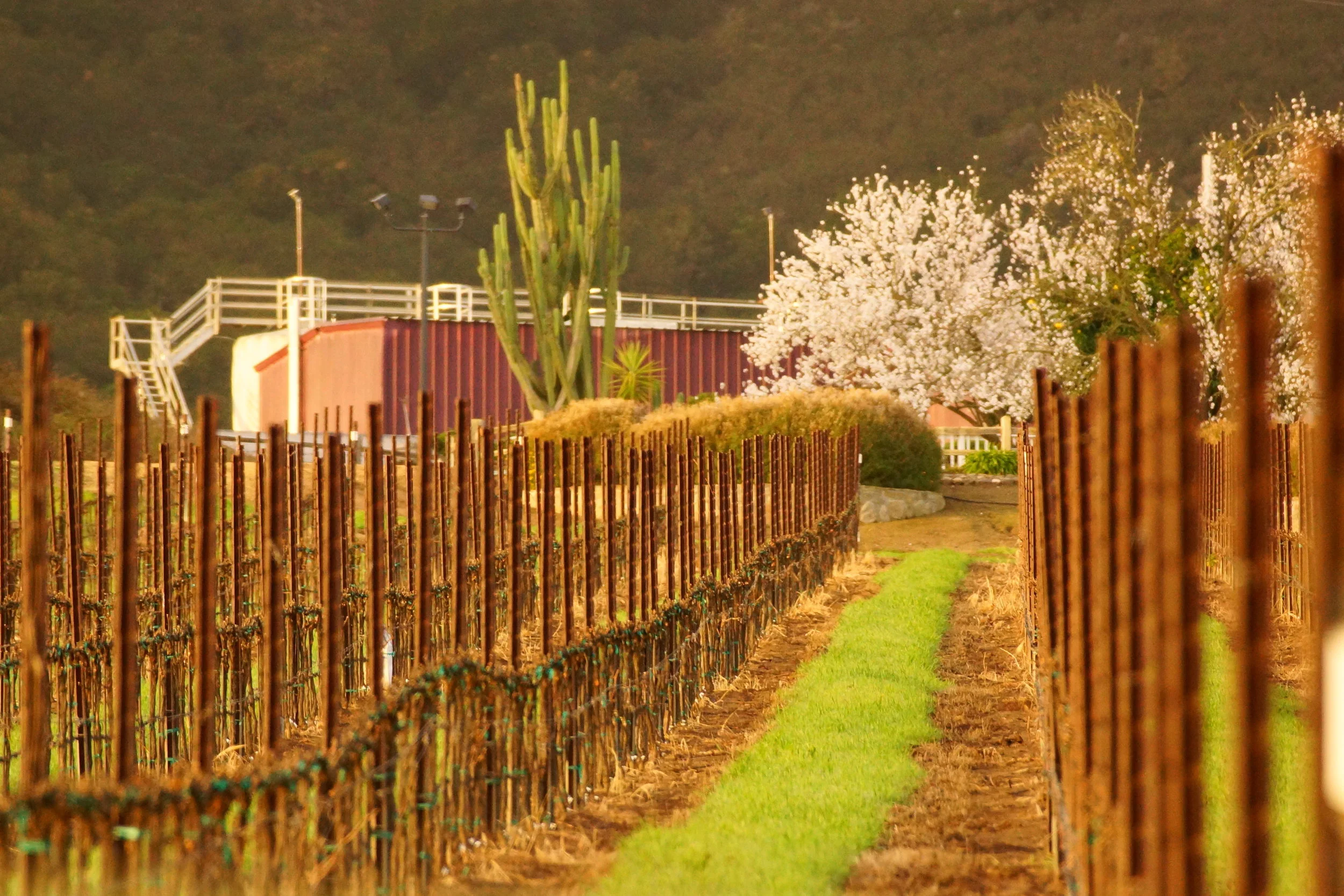 Winter in Napa Valley: Weather and Event Guide