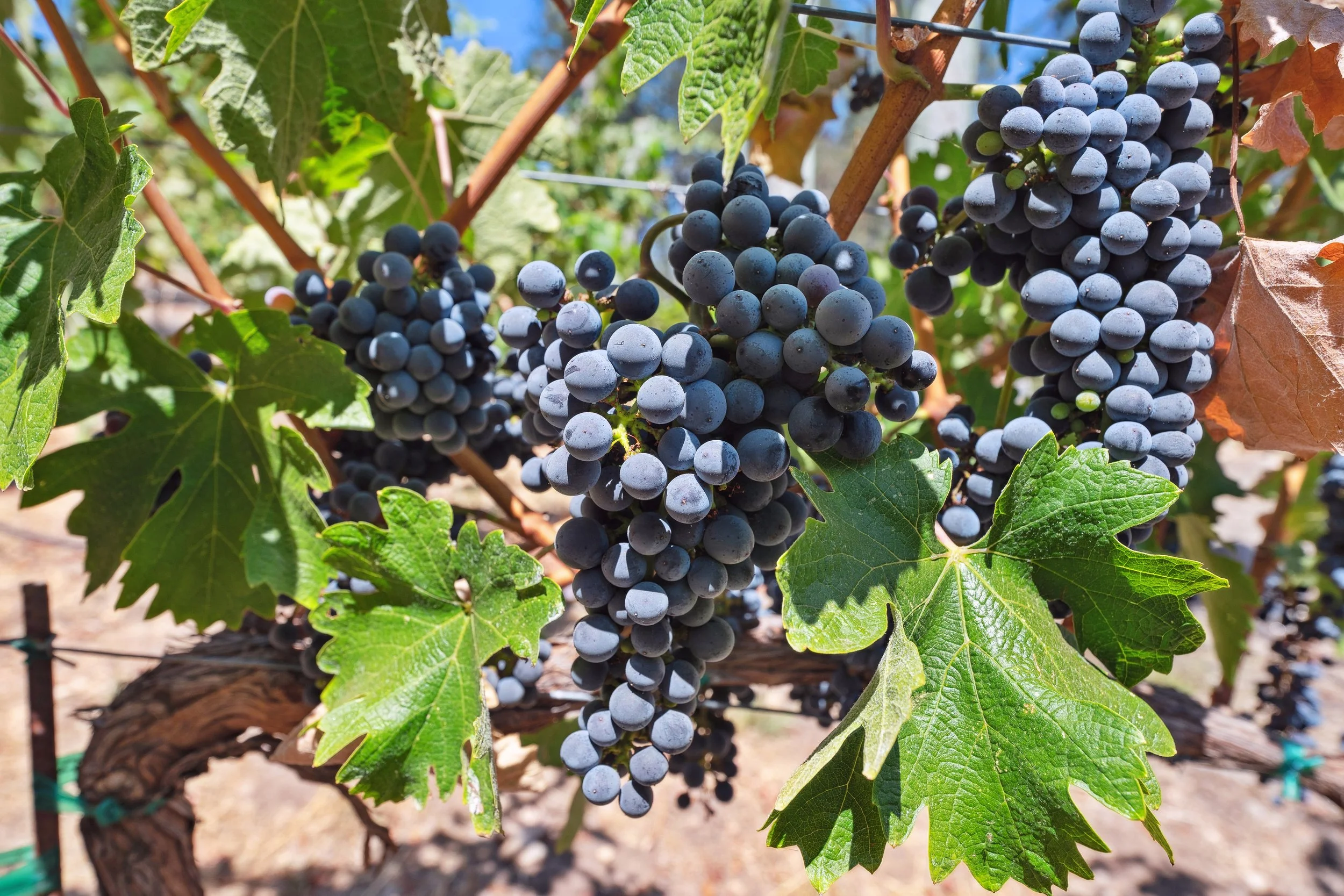053-3390-mount-veeder-rd-napa-ca.74854.p2k.048.print.jpg