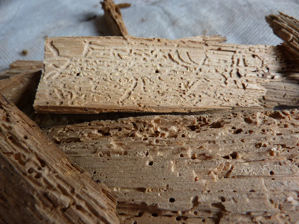 An interior cross section of a wood fragment showing channels created by powderpost beetles.
