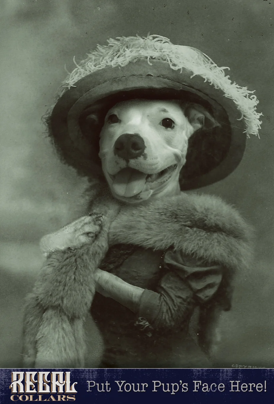 Send us a photo of your pet, and we’ll dress them up!