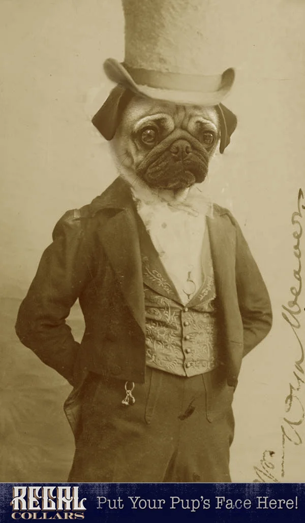 Send us a photo of your pet, and we’ll dress them up!