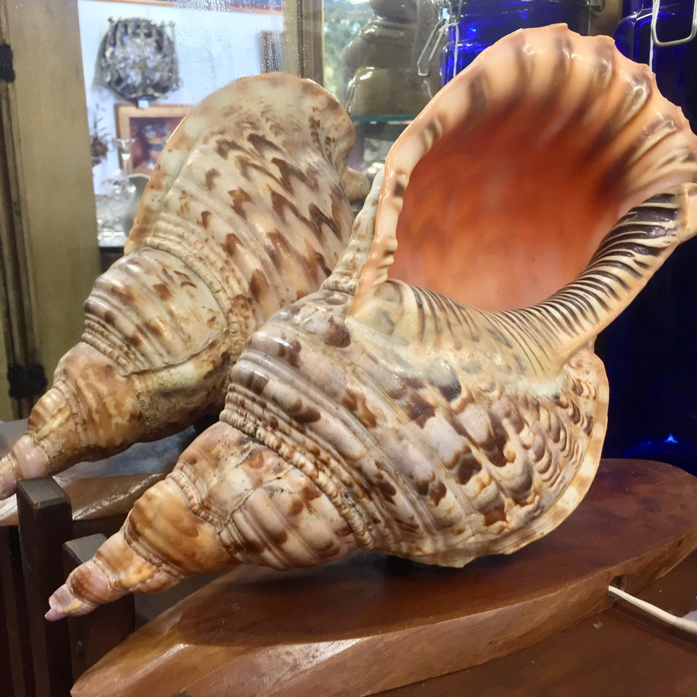 Vintage Shell Lamp