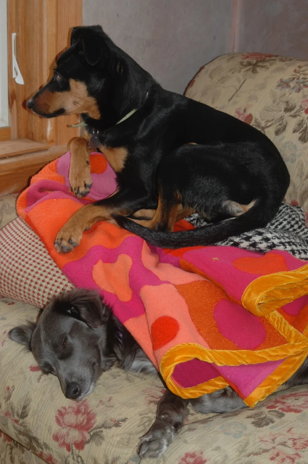 to the rescue: baking + dogs, on a raisin and a porpoise