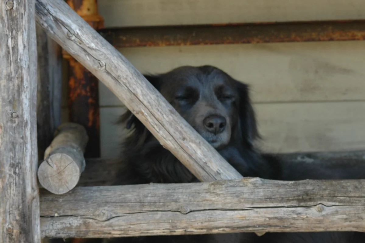 to the rescue: dogs + baking, on a raisin and a porpoise