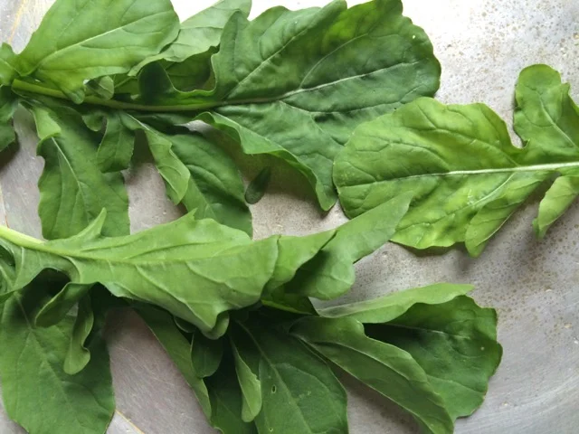 making bank: socking away summer greens on a raisin + a porpoise