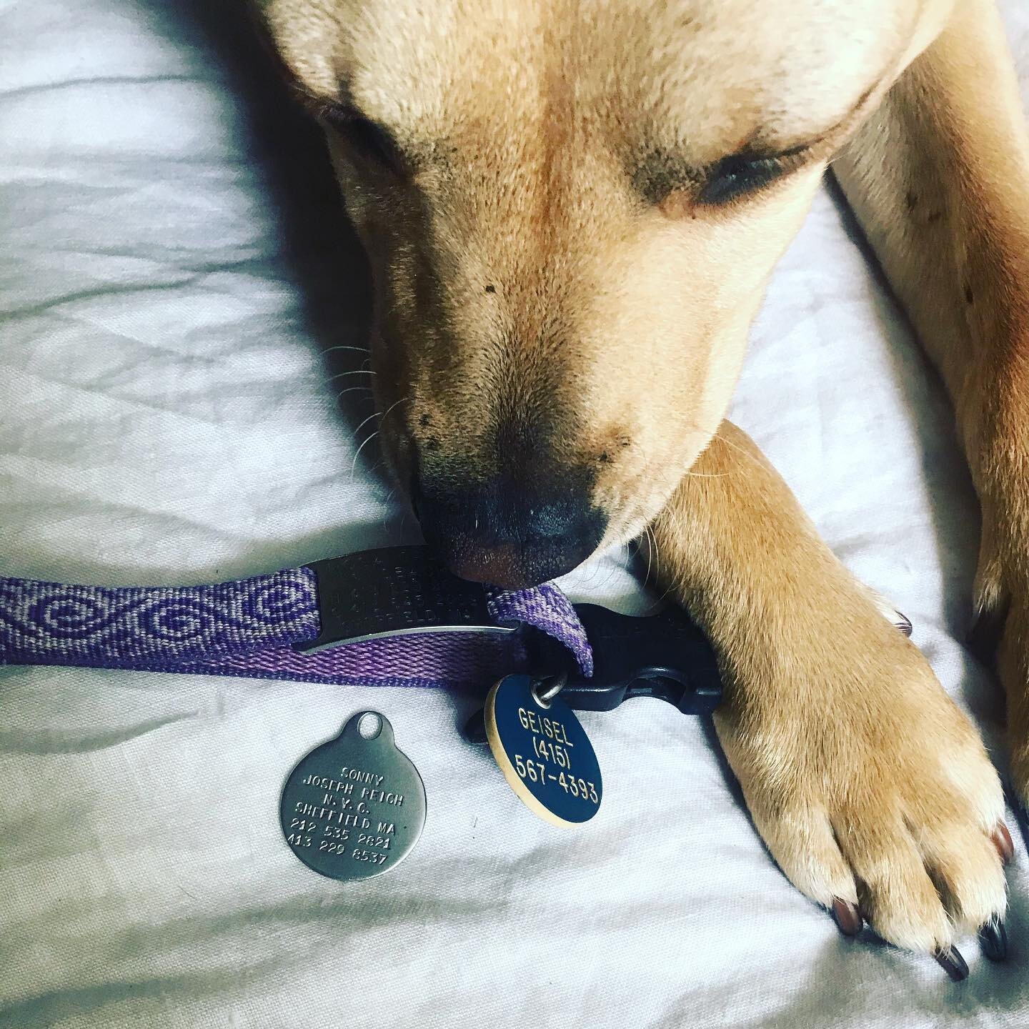 I was trying to take a photo of part of my collection of dear departed dog tags and Gus kept poking his fat snoot into the frame as if to say WELL I&rsquo;M HERE NOW and we paused photography ops to agree upon that being a good thing. The intention w