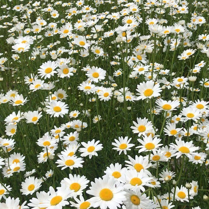 Daisies know what to do. #breathe #dance #stayrooted

Image description: zoned out and zoomed in videos of a field of daisies moving in the breeze.