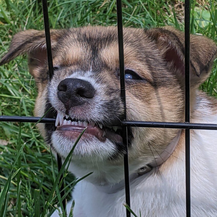 This is Odie and I&rsquo;d love to know what kind of statement about boundaries you think he&rsquo;s making. Odie is a @pupstarzrescue pup and he + three of his littermates are fostering mayhem all over my kitchen atm. If that&rsquo;s your kind of co